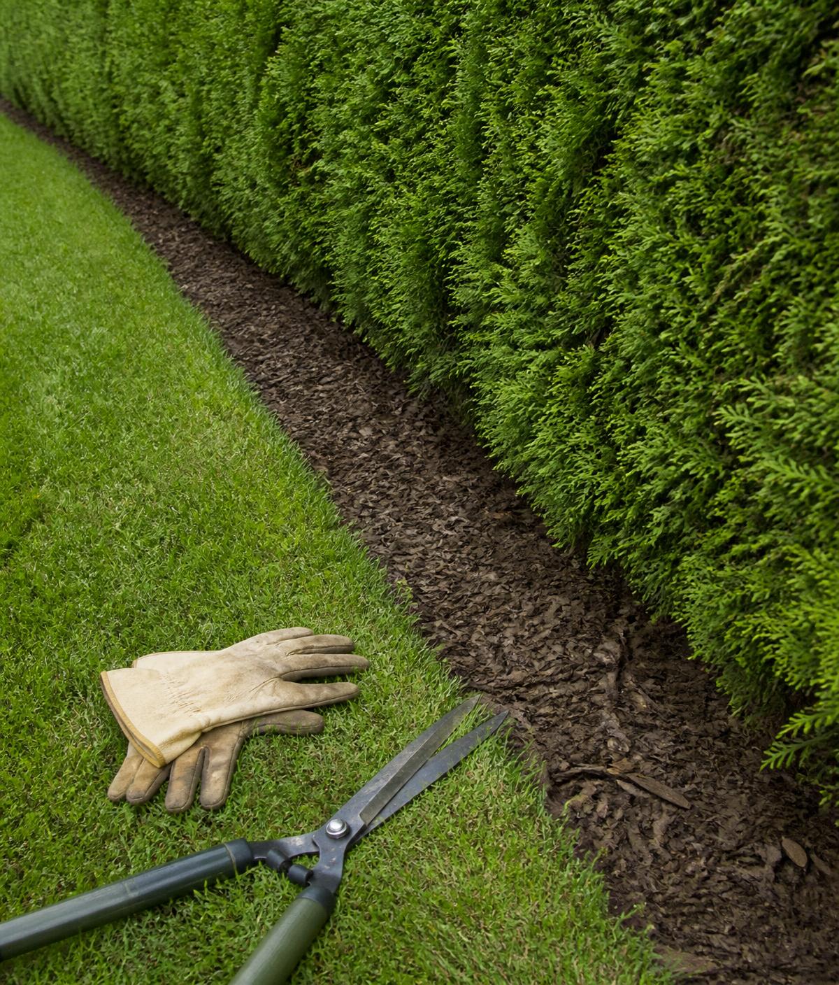 Freshly trimmed cedar hedge beside a crisp lawn edge and new bark mulch